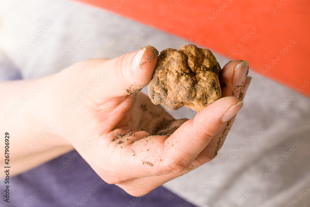 White truffle (tuber magnatum) in woman hand isolated on white.