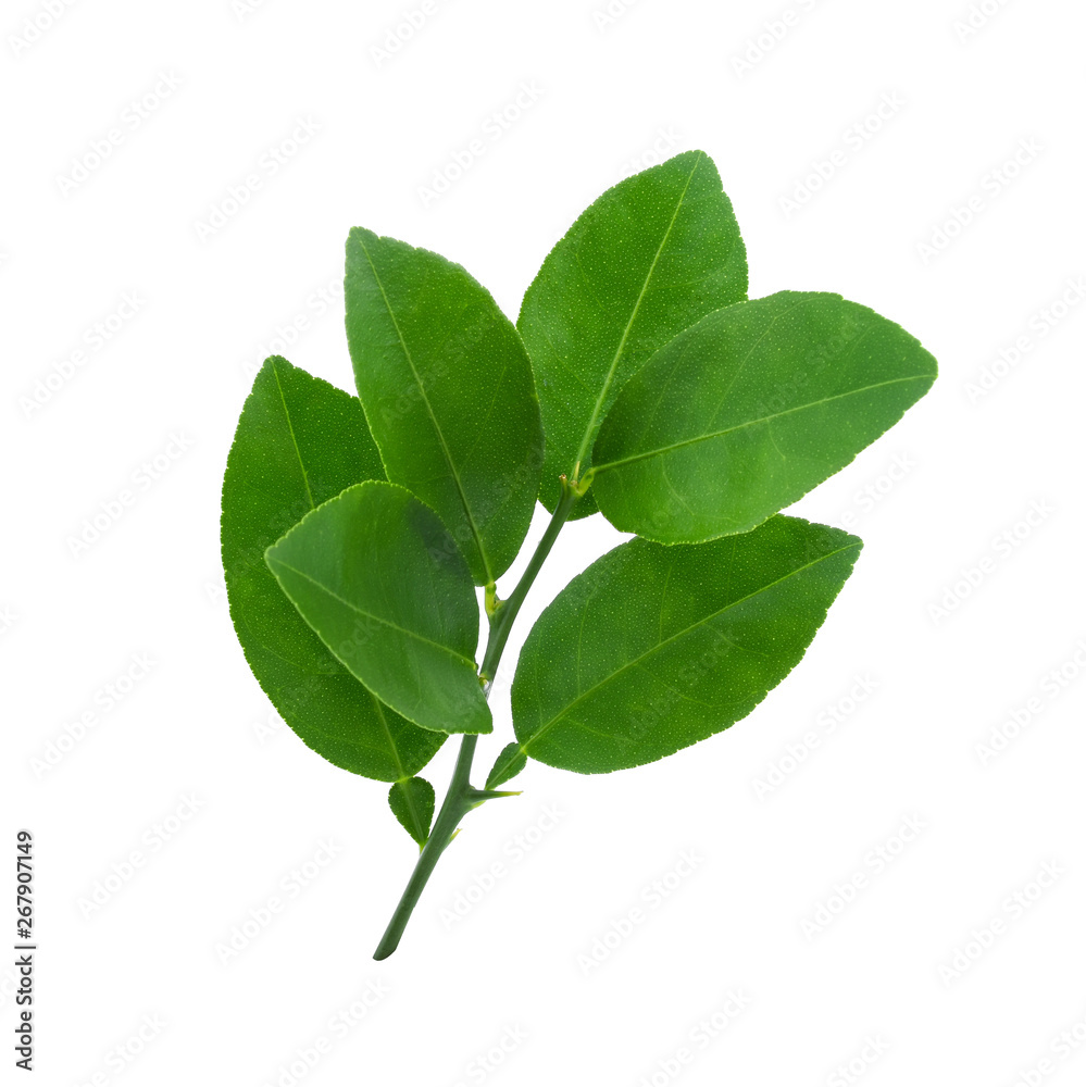 Lemon leaves isolated on white background Lemon leaves isolated on white background