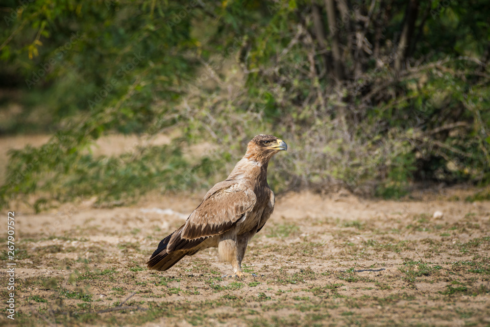 Fototapeta premium A bird of prey Tawny eagle or Aquila rapax portrait in a green background at tal chappar blackbuck sanctuary, churu, rajasthan, India 