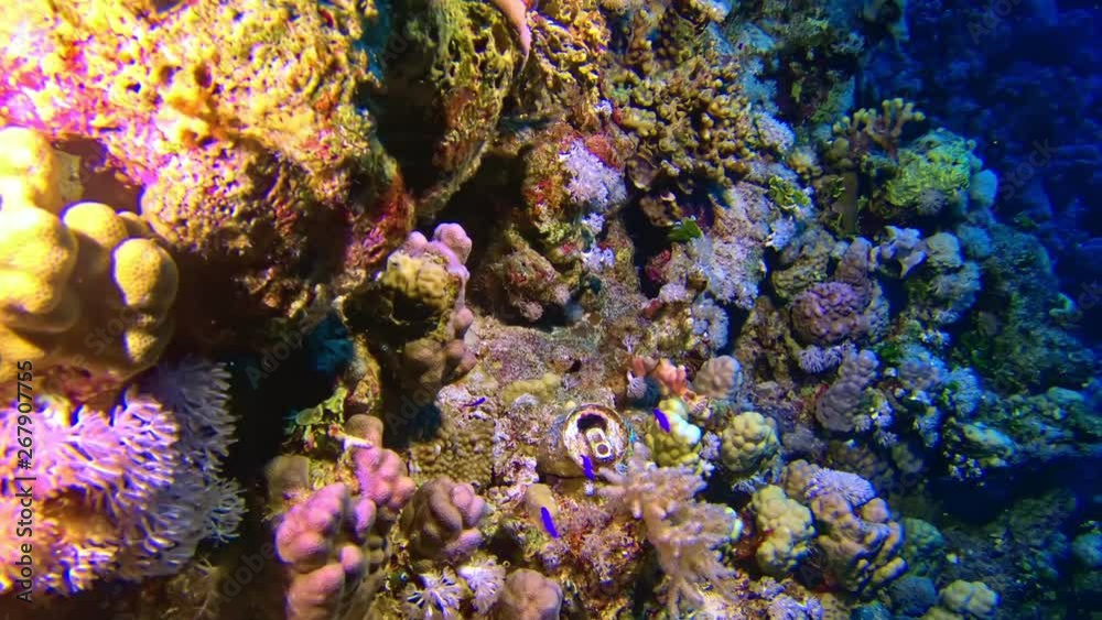 An aluminum tin overgrown with the coral. An aluminum tin overgrown with the coral.