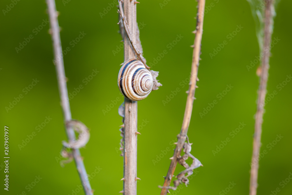 Snail on dry thistle with blurred green background Snail on dry thistle with blurred green background