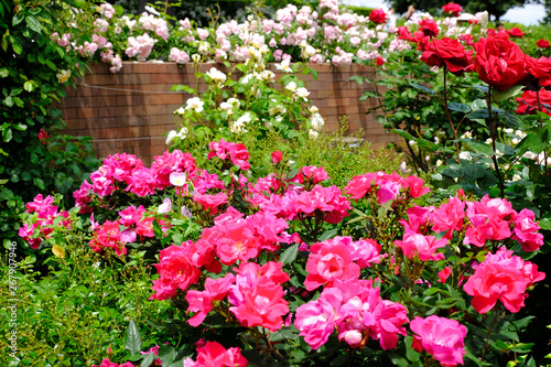 rose flower garden