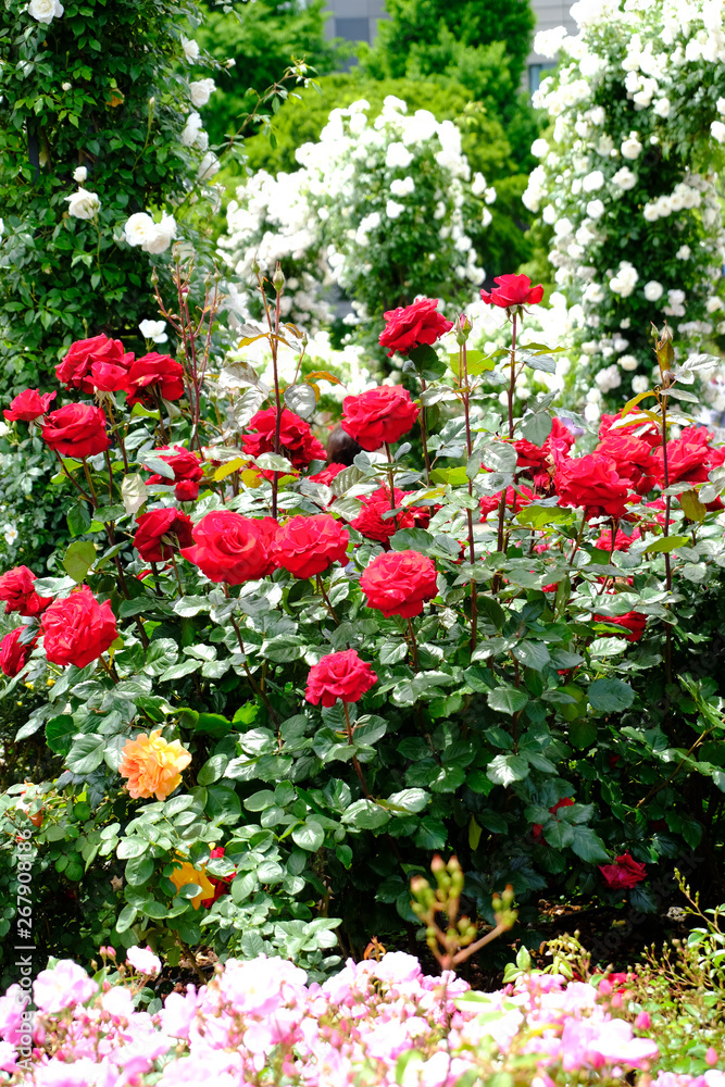 rose flower garden