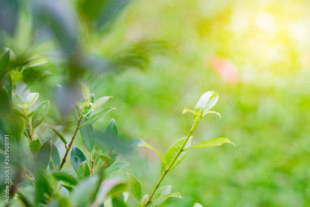 Obraz premium spring flowers