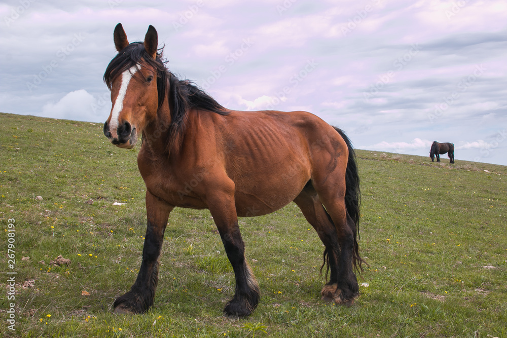 Ritratto di uno splendido stallone al pascolo Ritratto di uno splendido stallone al pascolo