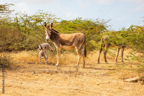 Esel auf der Insel Bonaire. photo