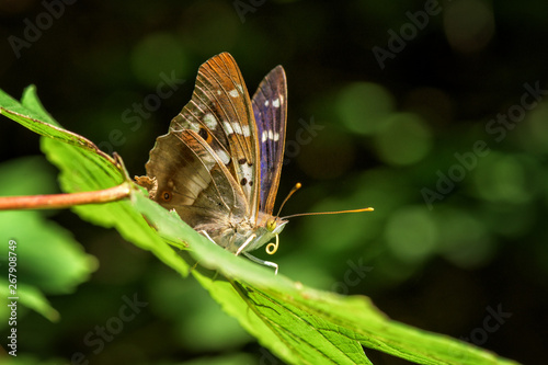 Amazing nature background with lovely butterfly Apatura iris in sunlight sitting on a green leaf, natural wallpaper