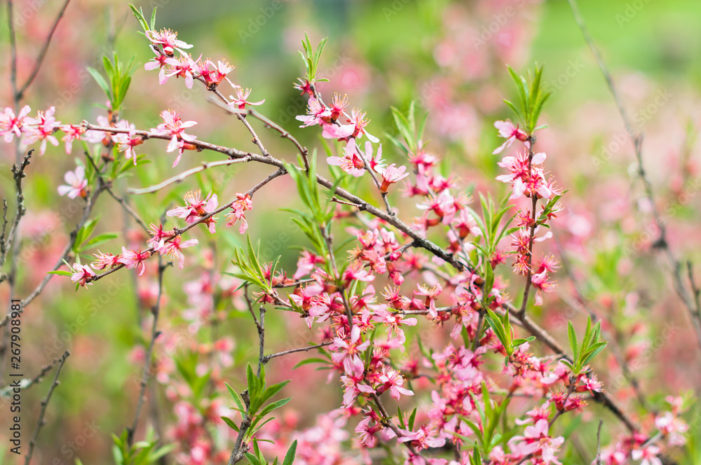 An almond tree flowers blooms in the garden