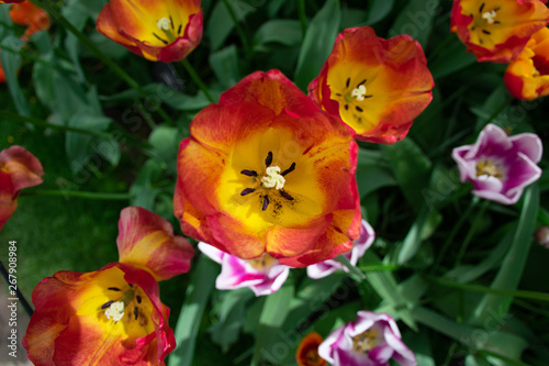 red tulips in the garden