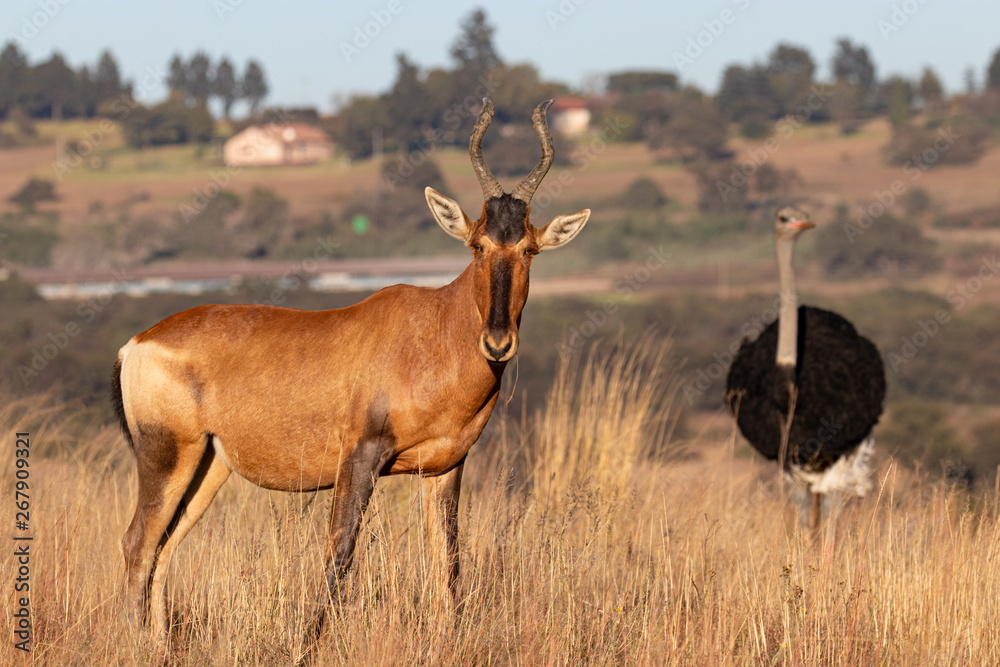 Fototapeta premium Urban wildlife with a red hartebeest and ostrich.