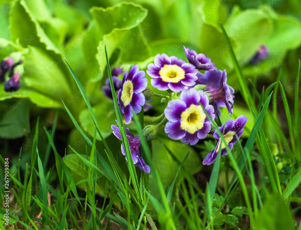 A primrose flowers in the meadow in the sunny spring day A primrose flowers in the meadow in the sunny spring day
