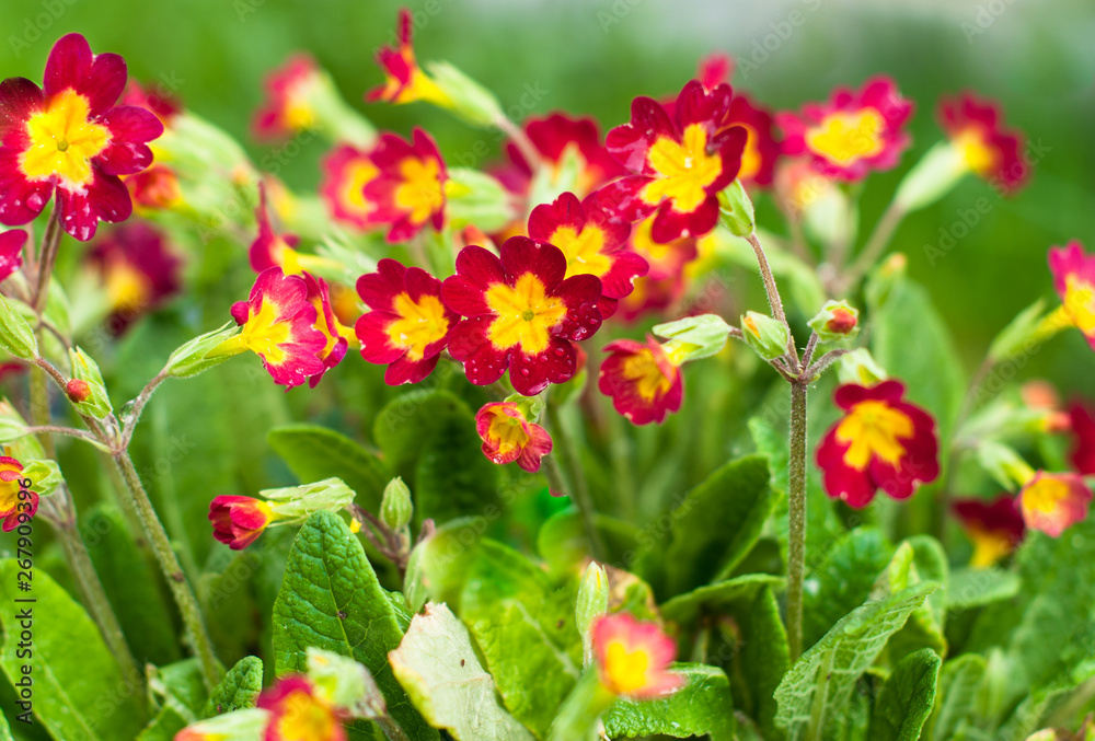 A primrose flowers in the meadow in the sunny spring day
