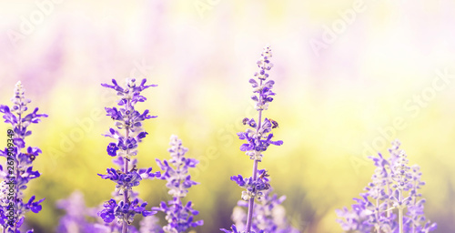 Close up of blue Salvia flowers on nature background in spring time