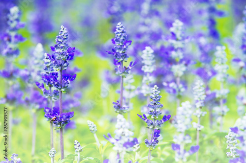 Close up of blue Salvia flowers on nature background in spring time