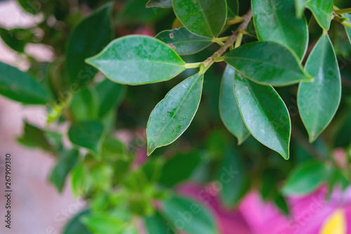 Wallpaper Mural green leaves in spring Torontodigital.ca