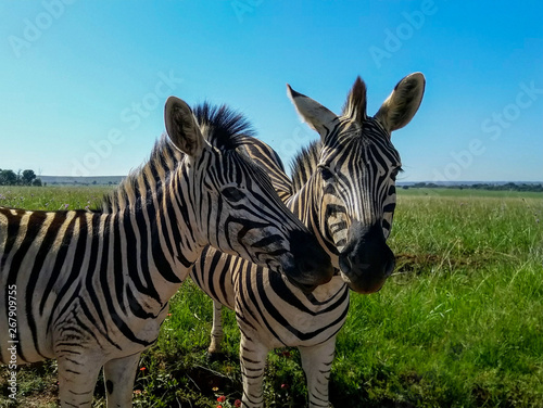 Two friendly zebra
