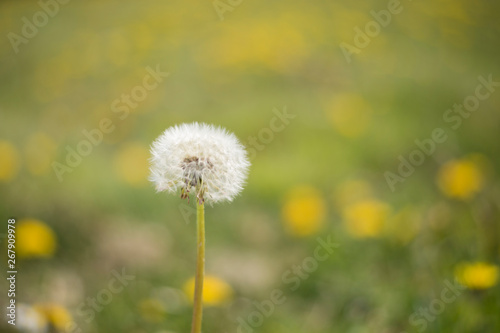 Dandelion isolated in spring field