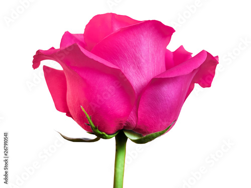 gorgeous pink purple rose on white background