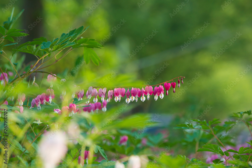 Fototapeta premium pink bell style flower focused 