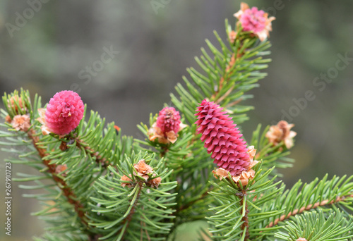 pink pine cones in the spring forest