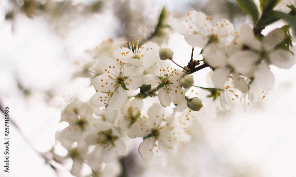 Delicate white branch of a flowering Apple tree. Close up. Flowering garden trees. Cherry blossoms.