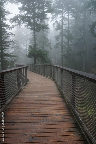 Baumwipfelpfad in bad wildbad im Schwarzwald  © iralex