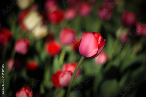 Red Tulip on dark background. Close up. Delicate pink Tulip on a background of flowers. Flowers on a dark background.