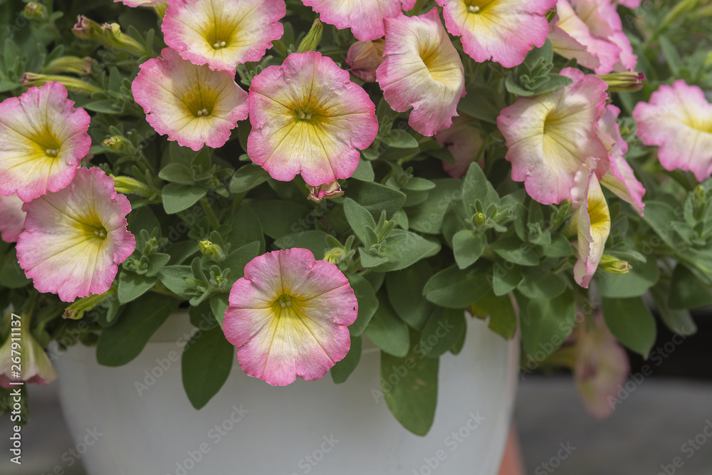 Pink white and yellow calibrachoa Pink white and yellow calibrachoa