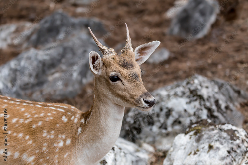 Spotted deer (Axis axis) in the forest Spotted deer (Axis axis) in the forest