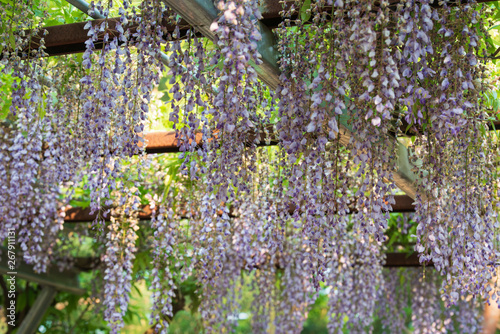lavender chandelier flower in the park