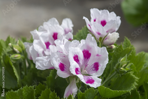 White geranium flowers with pink spots