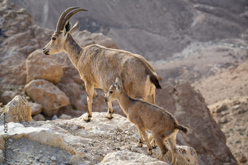 Ibex on the cliff at Ramon Crater in Negev Desert in Mitzpe Ramon, Israel photo