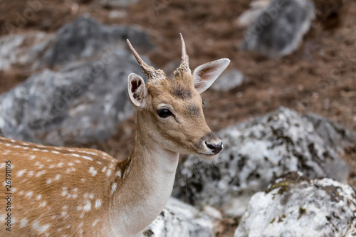 Spotted deer (Axis axis) in the forest © TETYANA