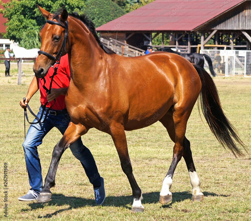 Fototapeta premium Brown young horse running outdoor