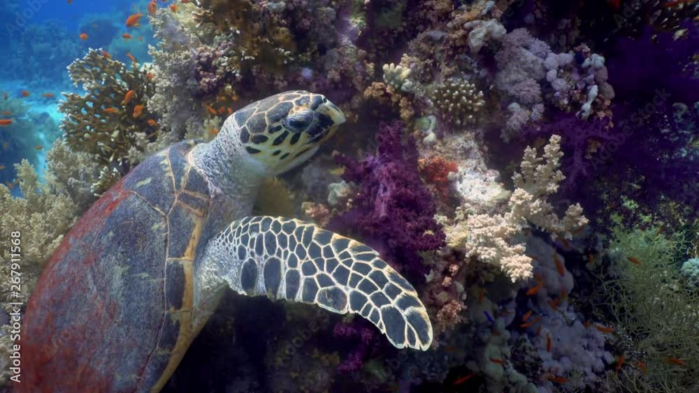 Hawksbill sea turtle eating soft coral. Scuba Diving Red Sea, Egypt. Eretmochelys imbricata Hawksbill sea turtle eating soft coral. Scuba Diving Red Sea, Egypt. Eretmochelys imbricata