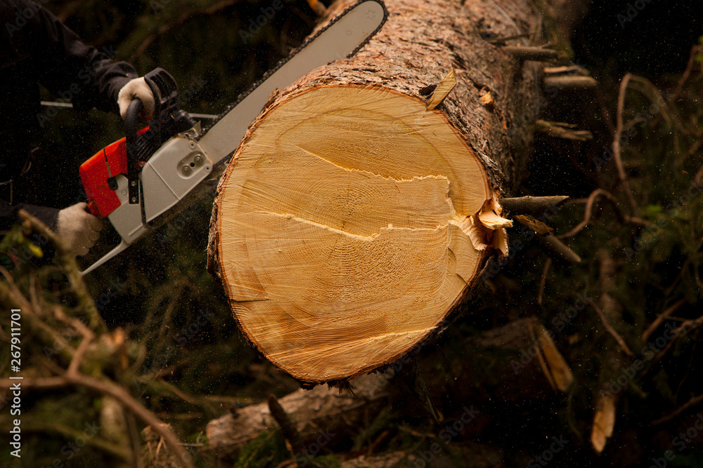 The lumberjack works in the thicket of the forest. Cut down a massive tree, sawdust, saw in the hands of men.