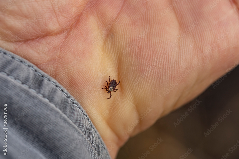 Obraz premium Ixodes ricinus, the castor bean tick, is a chiefly European species of hard-bodied tick. Carrier Lyme disease and tick-borne encephalitis on the human arm.