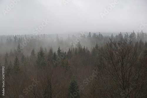 Baumwipfelpfad in bad wildbad im Schwarzwald  © iralex