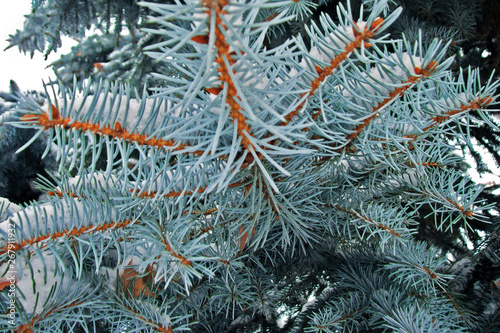 the branches of the pine.