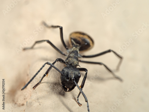 Macro Photo of Golden Weaver Ant on The Floor © backiris