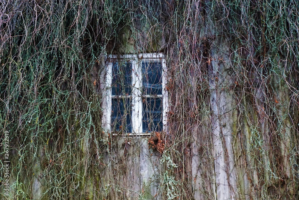 Haus mit bepflanzung im Schwarzwald Haus mit bepflanzung im Schwarzwald