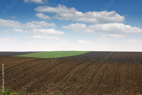 Plowed and green wheat field in spring landscape