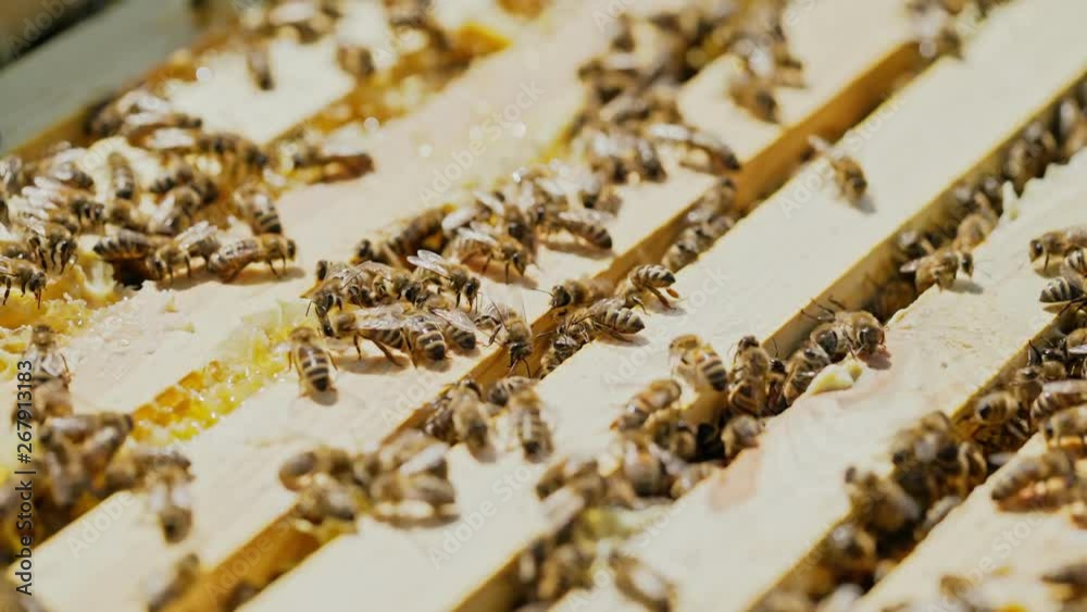 Close-up of honey bees. Frames of a beehive. Bees turn nectar into honey.