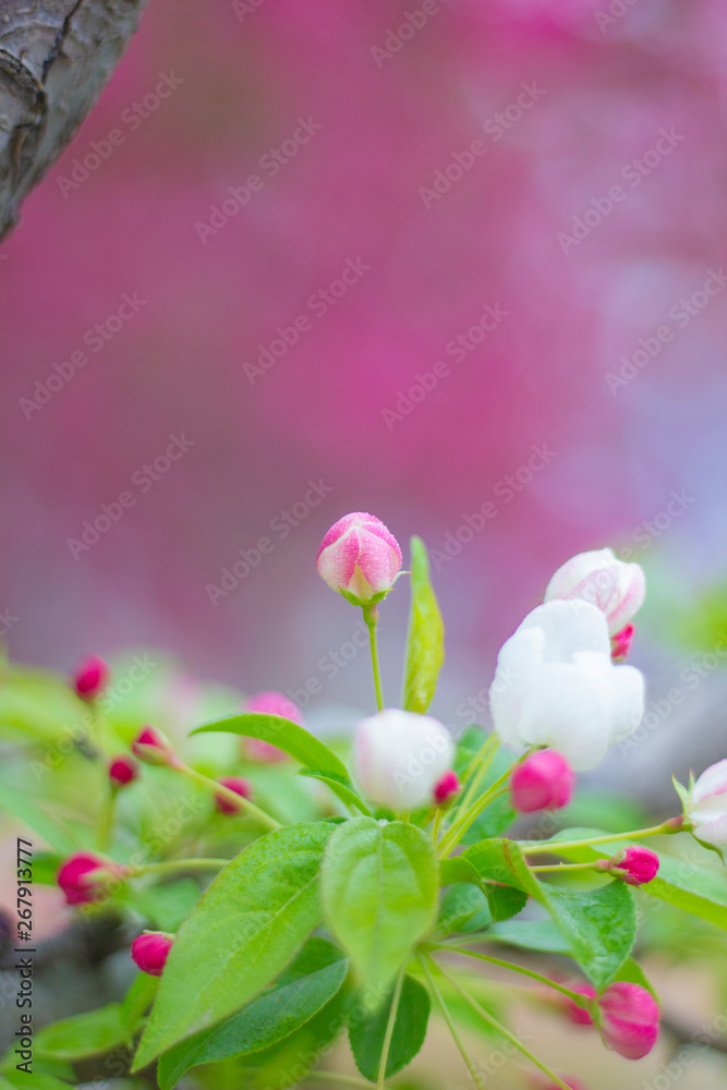 Obraz premium white flowers on green background