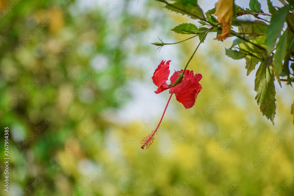Red Hibiscus with Colored Bokeh Effect Red Hibiscus with Colored Bokeh Effect