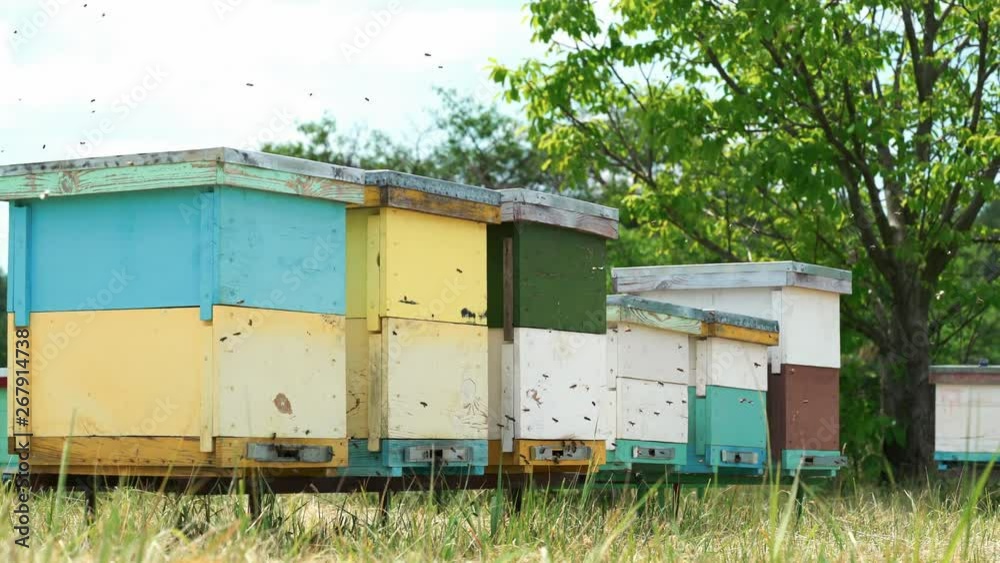 Apiary. Bees flying around the Beehive. Apiary. Bees flying around the Beehive.