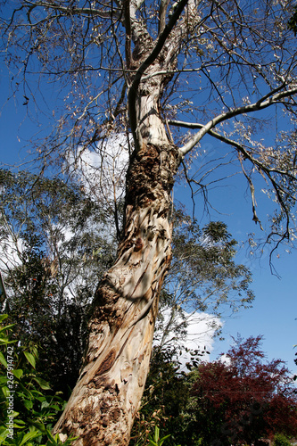 Tasmanian Eucalyptus tree