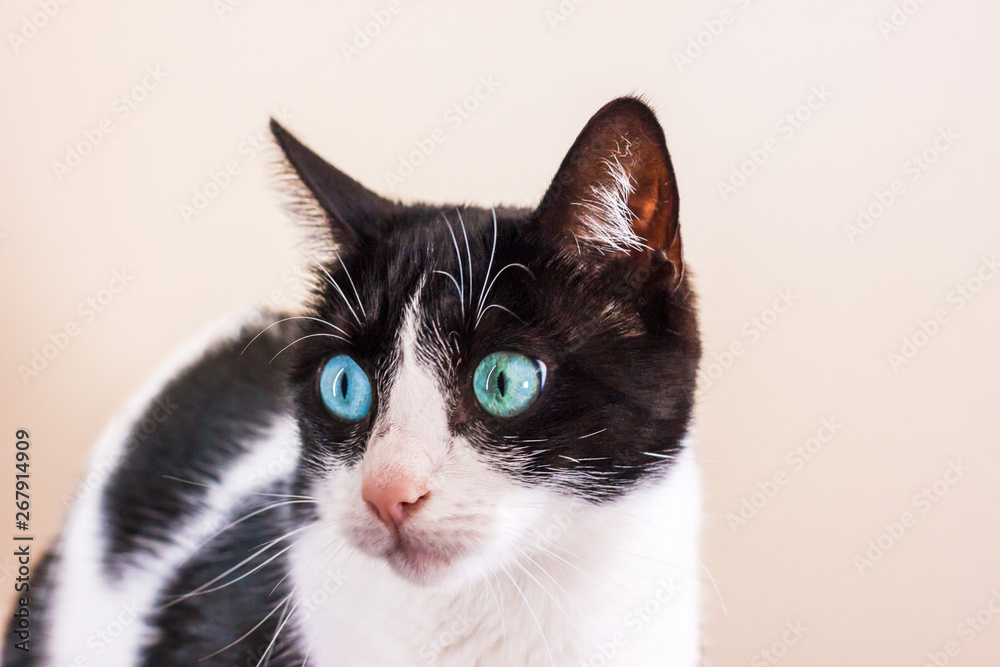 Black and white cat with big green eyes looks away. Black and white cat with big green eyes looks away.