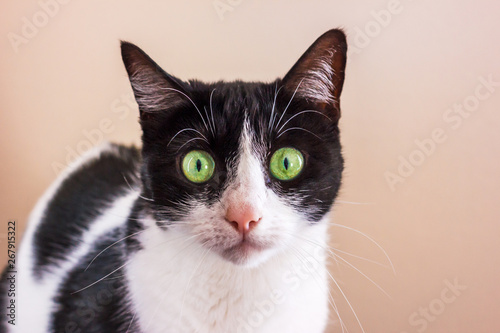 Black and white cat with big green eyes is looking straight into the camera.