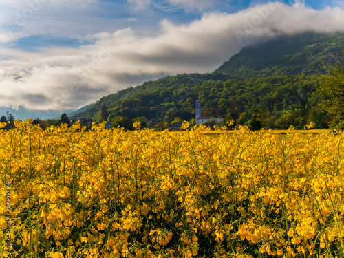 Blooming canola field in Pordenone  Italy.